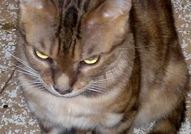 Кастриран бенгалски котарак Котарака BG*Oleg Chic...