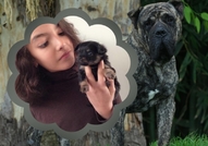 Продавам дългокосмести чихуахуа - момченца и момич...