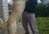 Продавам женски Кангал на 50 дена. Кученцето е обе...