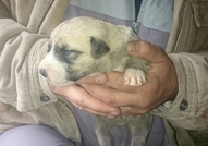 Продавам женски Кангал на 50 дена. Кученцето е обе...