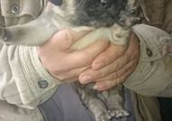 Продавам женски Кангал на 50 дена. Кученцето е обе...