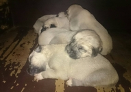 Продавам женски Кангал на 50 дена. Кученцето е обе...