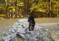 Продавам Ягтериери -мъжко и женско , на 2 месеца.