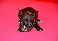 Френски булдочета си търсят стопани - родени са на...