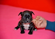 Френски булдочета си търсят стопани - родени са на...