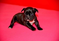 Френски булдочета си търсят стопани - родени са на...