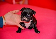 Френски булдочета си търсят стопани - родени са на...