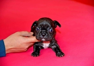 Френски булдочета си търсят стопани - родени са на...