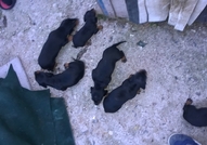 4 черни дакелчета късокосмести от които 3 женски и...