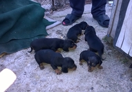 4 черни дакелчета късокосмести от които 3 женски и...