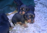 4 черни дакелчета късокосмести от които 3 женски и...