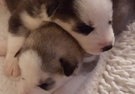 Продавам малки хъскита, чистокръвни.Кученцата са с...