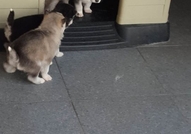 Продавам малки хъскита, чистокръвни.Кученцата са с...