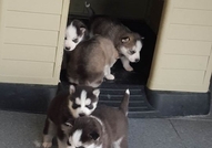 Продавам малки хъскита, чистокръвни.Кученцата са с...