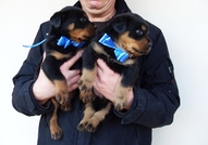 Продаваме ротвайлерчета 5 мъжки и 5 женски, родени...