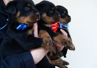 Продаваме ротвайлерчета 5 мъжки и 5 женски, родени...