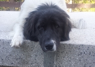 Това е историята на Пипи. Тя е българско овчарско ...