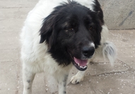 Това е историята на Пипи. Тя е българско овчарско ...