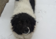 Това е историята на Пипи. Тя е българско овчарско ...