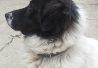 Това е историята на Пипи. Тя е българско овчарско ...