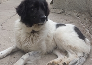 Това е историята на Пипи. Тя е българско овчарско ...