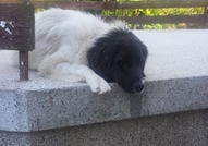 Това е историята на Пипи. Тя е българско овчарско ...