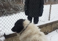 Това е историята на Пипи. Тя е българско овчарско ...