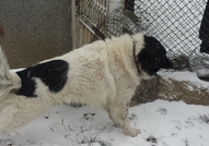 Това е историята на Пипи. Тя е българско овчарско ...