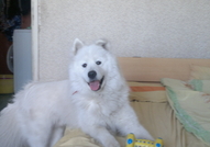 Мъжки самоед,роден на 10.06.2011г.,си търси женска...