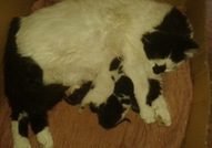 Подарявам 4 котета-полуангорчета. Родени са на 16....