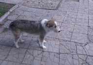 Мередит жадува за собствен дом!