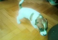 Родени са на 15.04.16г. При интерес пишете ще изпр...