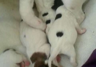 Родени са на 15.04.16г. При интерес пишете ще изпр...