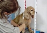 Фризьорски салон за домашни любимци BON CHERRY