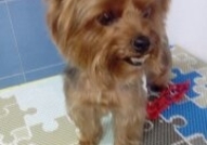 Фризьорски салон за домашни любимци BON CHERRY