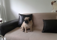 Фризьорски салон за домашни любимци BON CHERRY