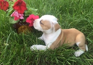 За истинските фенове за порода ! Майката и бащата ...