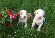 За истинските фенове за порода ! Майката и бащата ...