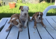 За истинските фенове за порода ! Майката и бащата ...