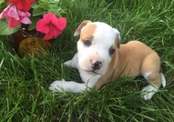 За истинските фенове за порода ! Майката и бащата ...