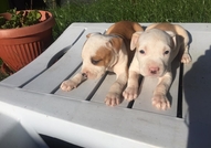 За истинските фенове за порода ! Майката и бащата ...