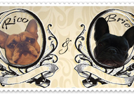 Френски булдочета , обезпаразитени вътрешно с първ...