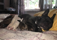 Френски булдочета , обезпаразитени вътрешно с първ...