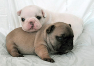 Френски булдочета , обезпаразитени вътрешно с първ...