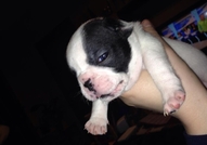 Френски булдочета , обезпаразитени вътрешно с първ...