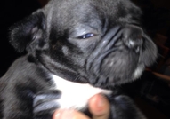 Френски булдочета , обезпаразитени вътрешно с първ...