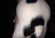 Френски булдочета , обезпаразитени вътрешно с първ...