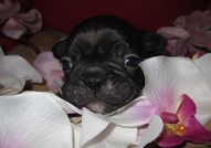 Френски булдочета , обезпаразитени вътрешно с първ...