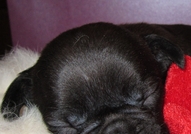 Френски булдочета , обезпаразитени вътрешно с първ...