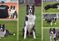 Border Collie Puppies championship origin of the E...